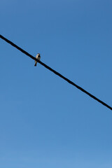 Fototapeta premium Small bird perching on electric cable isolated on a clear blue sky background. Minimalist photo of bird on wire. Vertical image with empty space for text