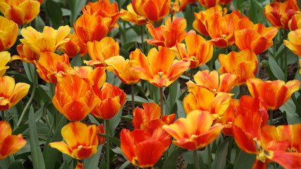 Fully bloomed tulips in Garvin Woodland Gardens, Hot Springs, AR, USA 
2011/03