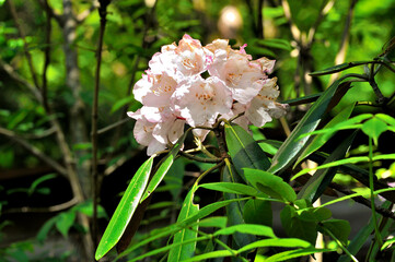 ハクサンシャクナゲ　奥秩父山塊　両神山