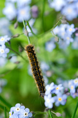 beautiful macro image of a caterpillar among the blue flowers of forget-me-nots
