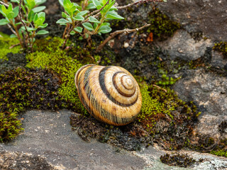 Edible snail or escargot (Helix pomatia) crawls on the moss.