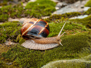 Edible snail or escargot (Helix pomatia) crawls on the moss.