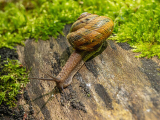 Edible snail or escargot (Helix pomatia) crawls on the moss.