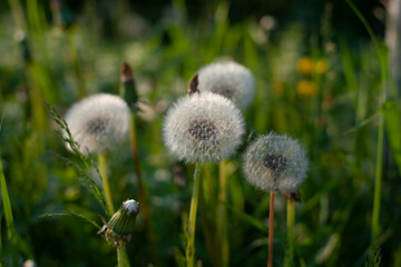 Fototapeta premium A deflated dandelion. Dandelion is white. Ripe spring plant.