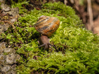 Edible snail or escargot (Helix pomatia) crawls on the moss.