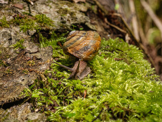 Edible snail or escargot (Helix pomatia) crawls on the moss.