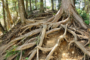 Fototapeta premium 奥秩父 両神山の木の根の道
