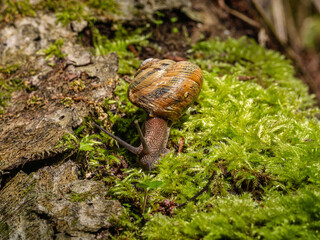 Edible snail or escargot (Helix pomatia) crawls on the moss.