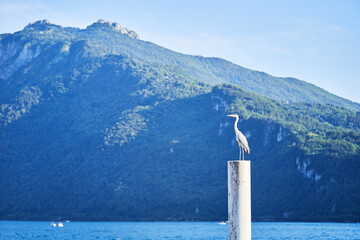 White stork - Ciconia ciconia - standing on a background of mountain lake Como, Italy