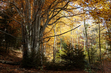 Forêt du Jura en automne