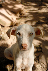 Obraz premium Cachorro labrador jugando en su hogar