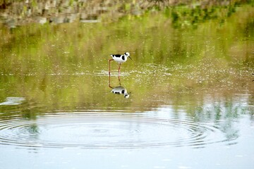 Aquatic birds in the urban environment