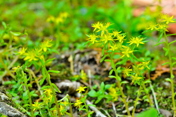 奥秩父の両神山にてヒメレンゲの花