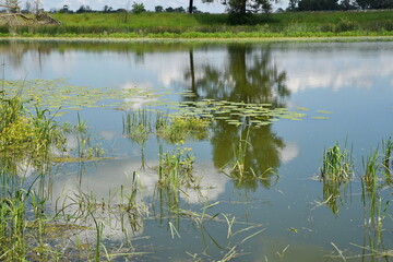 Old lake on a hot June day