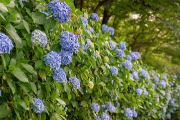 東京都北区王子に咲くたくさんの紫陽花