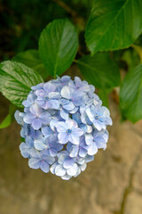 東京都北区王子に咲くたくさんの紫陽花