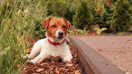 jack russell terrier, pies w ogrodzie © jarizPJ