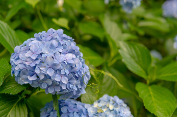 東京都北区王子に咲くたくさんの紫陽花