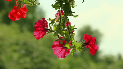 surfinie petunia zwisająca, red flower