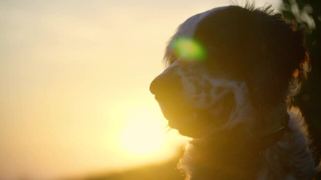 Slow motion portrait shot of cute dog at sunset. Panning shot of british setter dog  smiling.