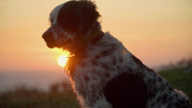 Panning shot of dog british setter sitting against sunset. Slow motion portrait of dog at sea coast