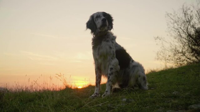 Crane shot dog british setter sitting on grass and looking at the sea. Slow motion portrait of dog  at sunset