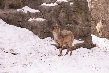 The mountain goat lies on a rock and looks into the distance against the backdrop of a rocky mountain. big and long beautiful horns