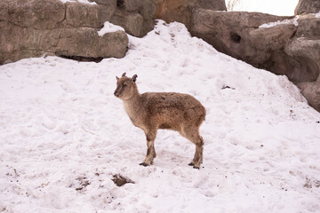 The mountain goat lies on a rock and looks into the distance against the backdrop of a rocky...