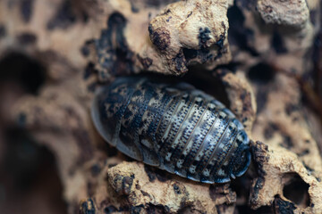Cockroach with long whiskers or beetle insect insect close-up. Grieg's head with eyes. Macro.