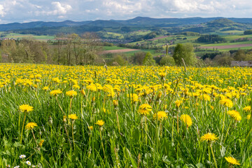 Frühling auf der Maulkuppe