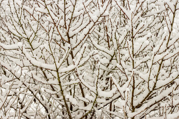 Tree branches in snow, background for winter weather banner.