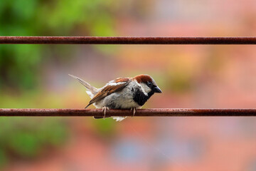 House Sparrow Perched on a Rusty Metal Cable
