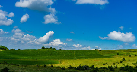 Fototapeta na wymiar Summer background with wheat plant field