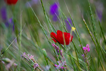 Obraz premium Summer background in poppy field