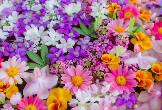 Flower Arrangement of Margaret, Sweet Alyssum, Viola, Orchid, Oxypetalum, Delphinium
