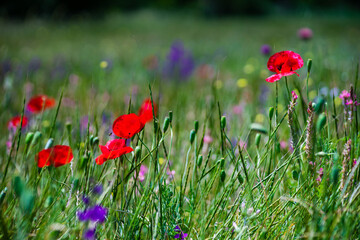 Summer background in poppy field