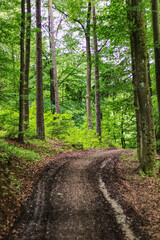 forest trail in woodland of upper franconia