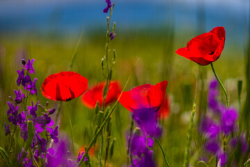 Obraz premium Summer background in poppy field