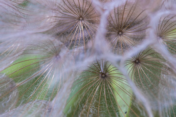 Summer background with dandelion