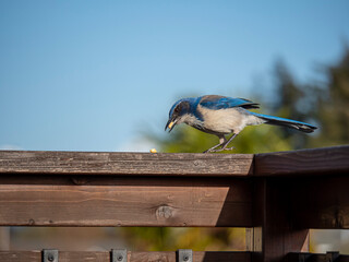 Scrub Jay - Peanut in Beak and Looking at Another_001