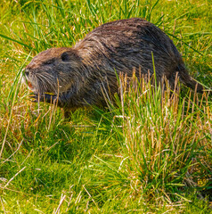 Nutria in the Grass - Ridgefield NWR
