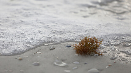 Seafoam, Seashells and Seaweed on the Longboat Key Beach