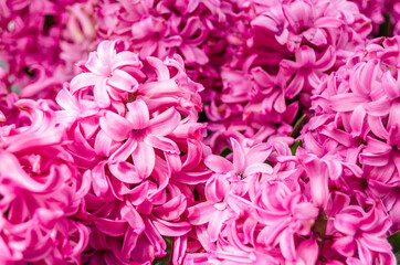 Blooming hyacinth flowers, spring background