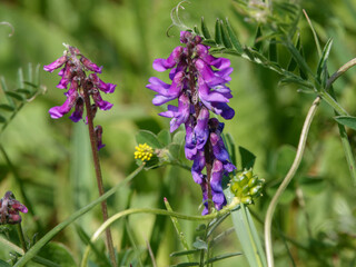 Tufted vetch (Vicia cracca) also known as cat-peas, cow-vetch, fingers-and-thumbs and bird-vetch growing wild on Salisbury Plain grasslands in Wiltshire UK