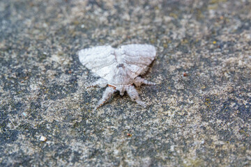a pale tussock moth (Calliteara pudibunda) at rest
