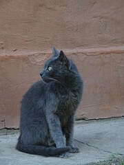 gato gris sentado en el suelo mira de costado atento