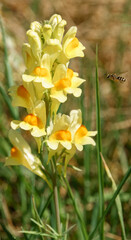 Obraz premium bright yellow toadflax in bloom on Salisbury Plain chalklands, Wiltshire