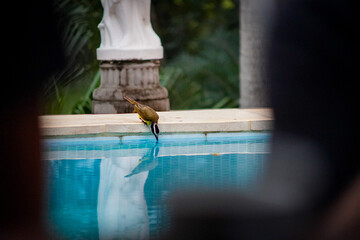 Farbenfroher gelber Vogel am Swimming Pool - Süd Amerika Paraguay