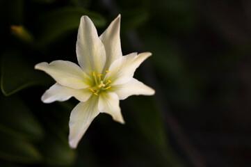 Mountain Flowers