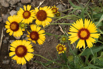 Obraz premium Desert Flowers